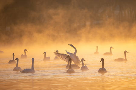 Swans In The Morning