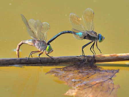 Laying Eggs Of Dragonflies