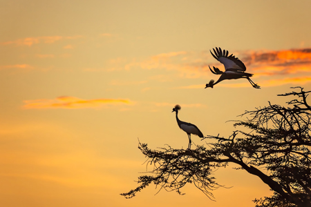 Grey Crowned Cranes Sunrise