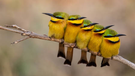 Little Bee-Eaters