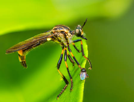 Robber Fly And Guest