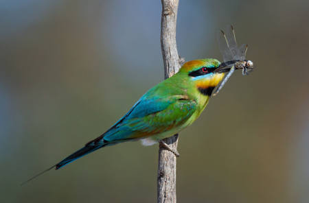 Bee-Eater With Dragonfly 6