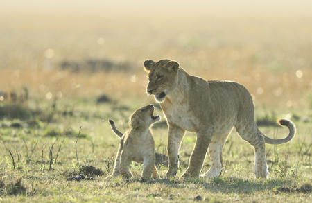Lion Cub Fights Back