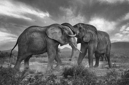 Young Bull Aggrression