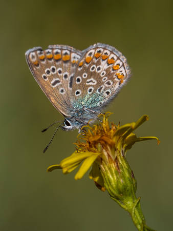 BEAUTIFUL BUTTERFLY 24 II