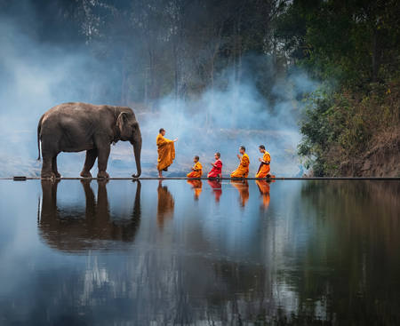 Water Mirror And Zen Forest