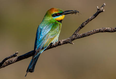 Rainbow Bee Eater On A Branch