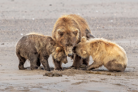 Two Cubs And Mom