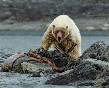 Close Up To A Large Male Polar Bear