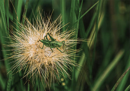 Grass Hopper On Spiky Head