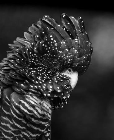 Red Tailed Black Cockatoo Female