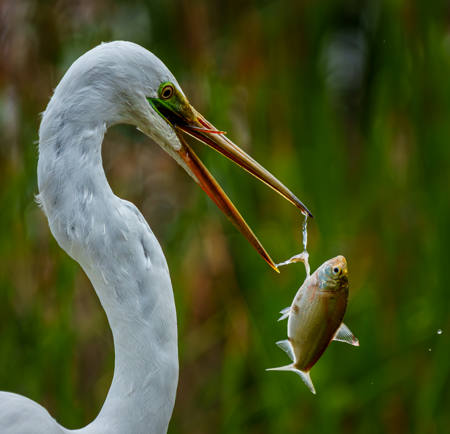 Fish Catches Egret