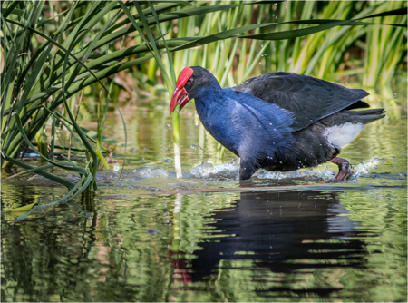 Australasian Swamphen