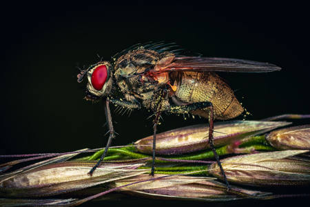 Fly With Pollen