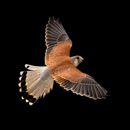 Kestrel In Flight