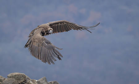 Black Vulture In Flight