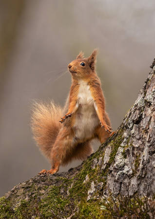 Lively Red Squirrel