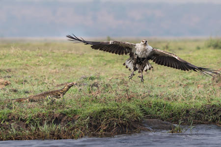 Fisheagle And Goanna