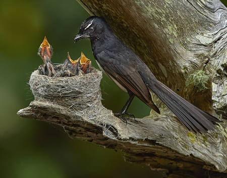 Willie Wagtail Feeding Three