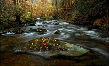 Autumn River