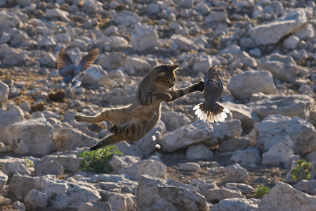 African Wildcat Hunting Doves