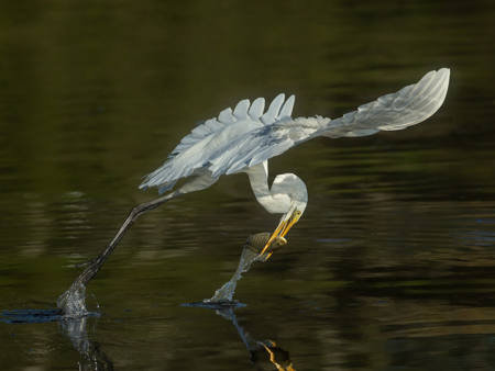 Great Egret Snatch