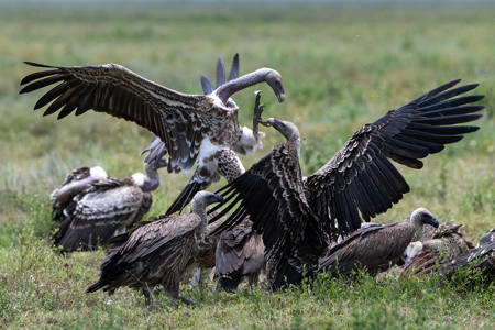 Vulture Clash