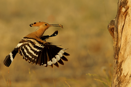 Hoopoe Brings Grass Hopper