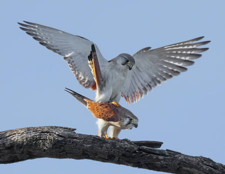 Mating Kestrels 21