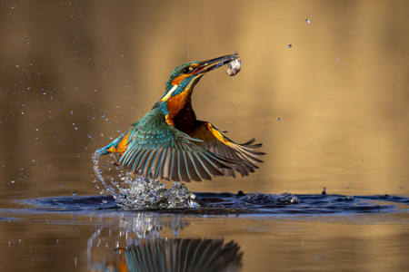 Kingfisher Fish And Water  Jpg