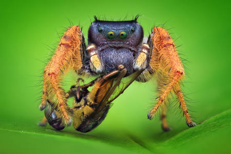 Phidippus Arizonensis With