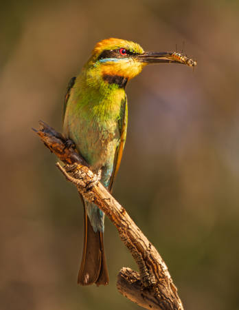 Bee-Eater Study 2