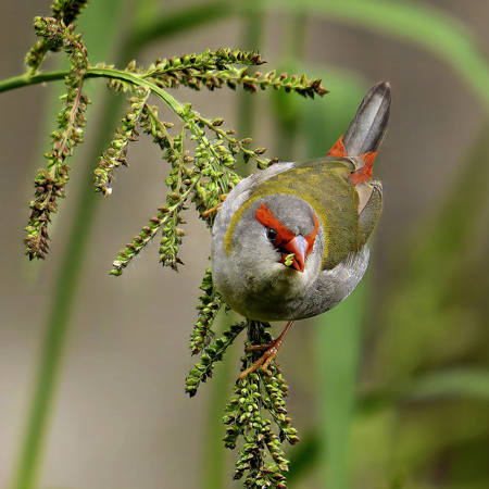 Red Browed Finch With Seed