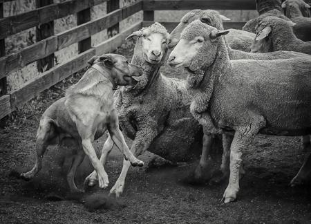 Eyes Locked On The Sheep