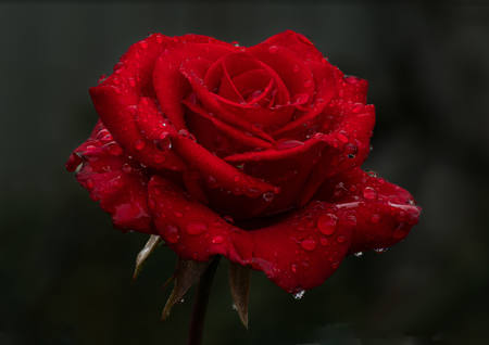 Rose After Rain