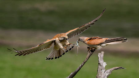MALE KESTREL PASSING FOOD