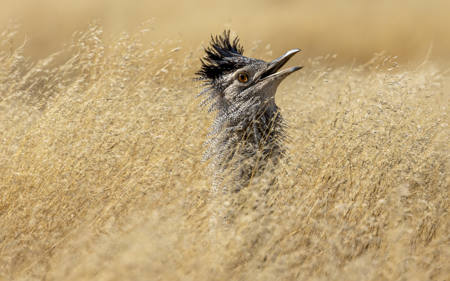 Kori Bustard