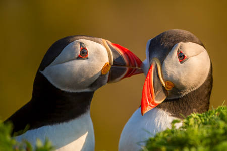 Puffins Preening