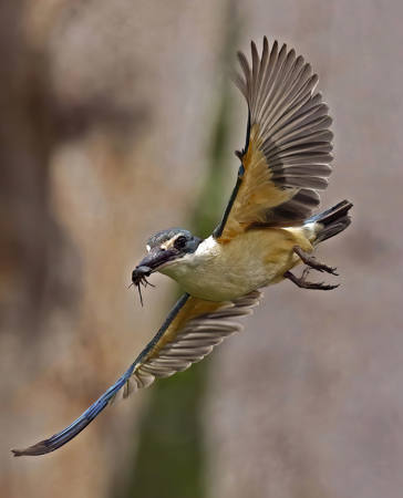 SACRED  KINGFISHER  WITH  CRAB