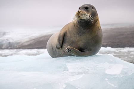 Bearded Seal