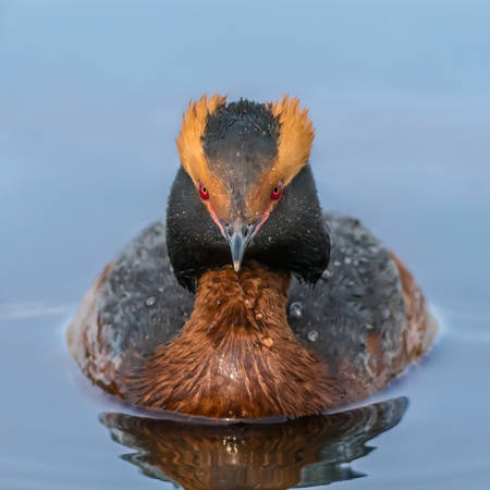 Horned Grebe 1