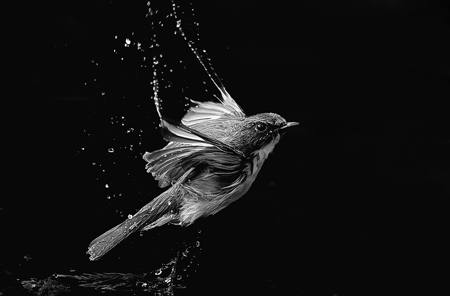 FLYCATCHER TAKE  OFF