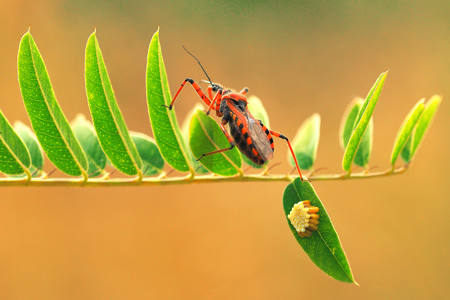 When The Oviposition Is Over