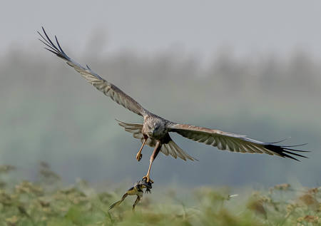 Marsh Harrier With Frog 2