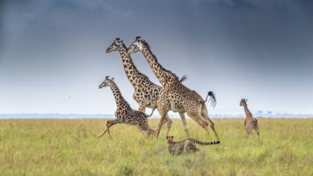 Reaching For The Stars