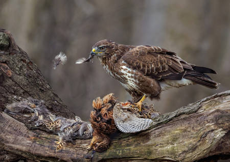 Buzzard Plucking Pheasant
