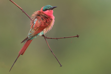 Carmine Bee-Eater Ruffling Feathers