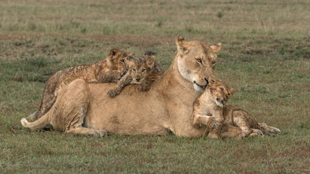 Lioness With Siblings