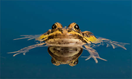 Floating Frog