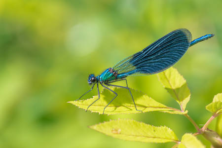 Calopteryx Splendens
